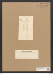 Diatomeae indet. Zeichnungen Sammlung Grunow Nr. 3271 (NHMW-BOT-W0370749)